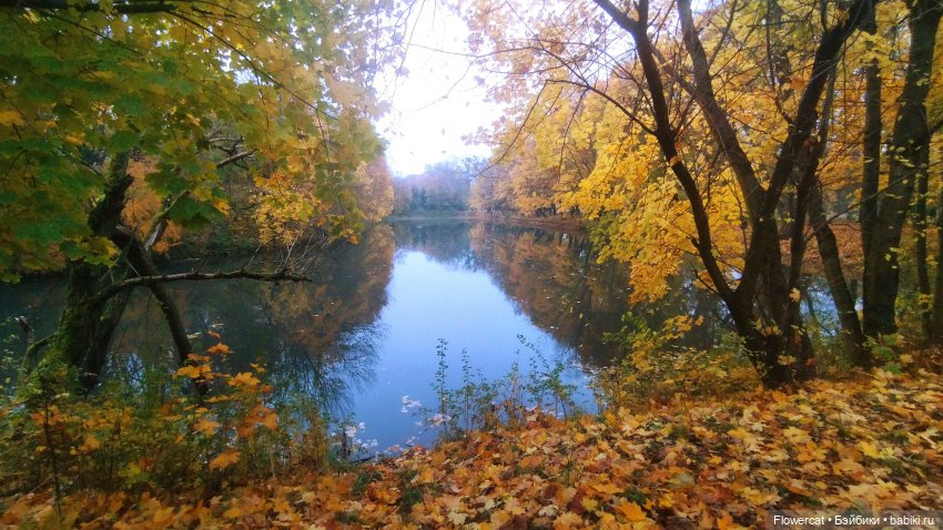Брызги янтаря в осеннем парке, и немного культурного просвещения))) (фото 9)