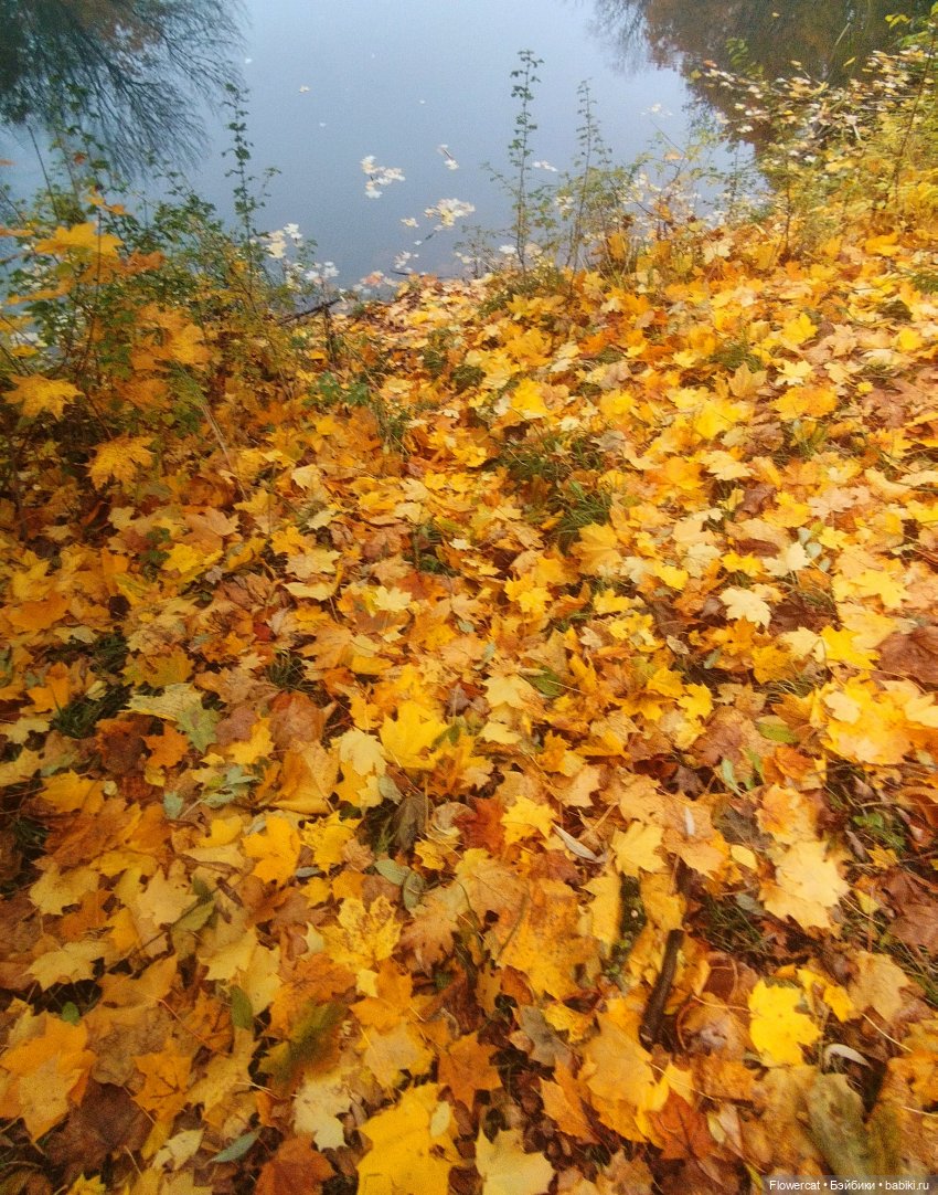 Брызги янтаря в осеннем парке, и немного культурного просвещения))) (фото 10)