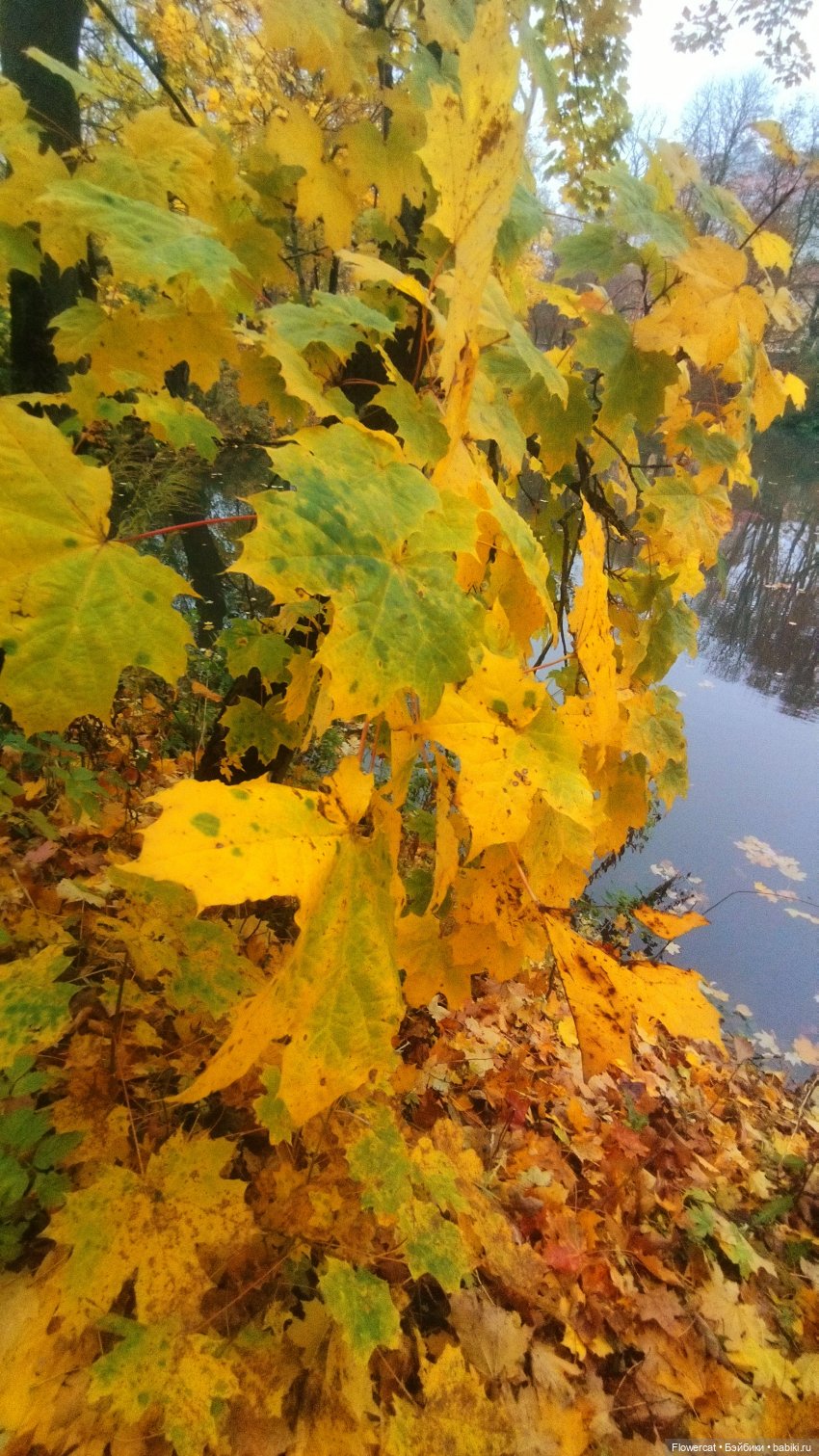 Брызги янтаря в осеннем парке, и немного культурного просвещения)))
