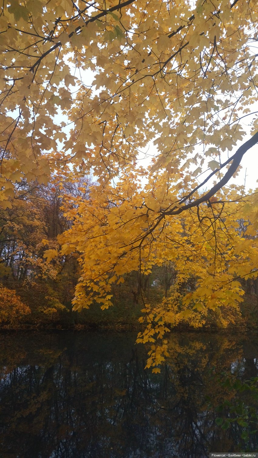 Брызги янтаря в осеннем парке, и немного культурного просвещения)))