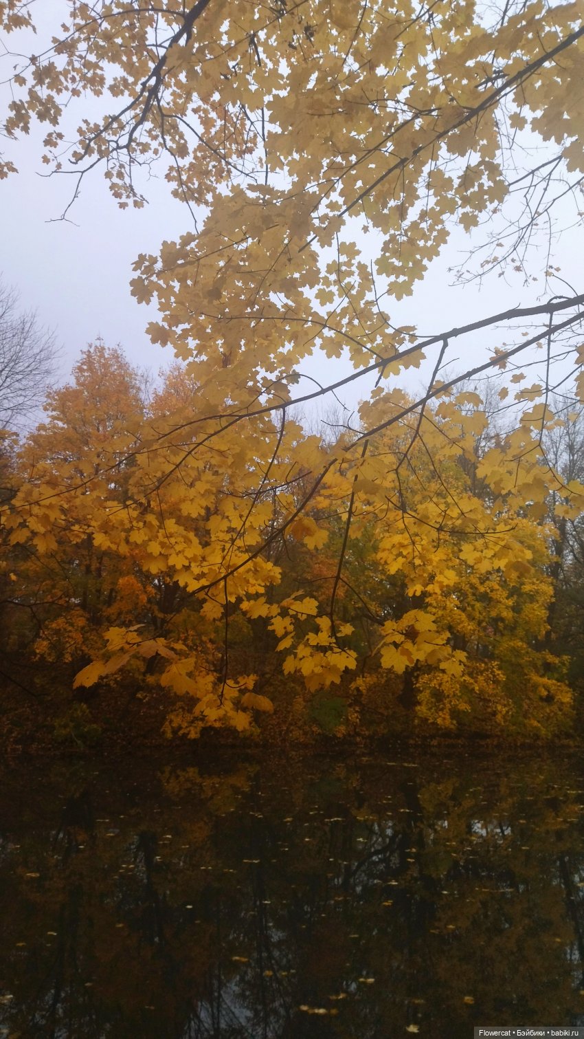 Брызги янтаря в осеннем парке, и немного культурного просвещения)))