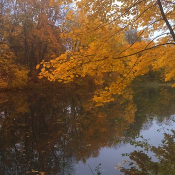 Брызги янтаря в осеннем парке, и немного культурного просвещения)))