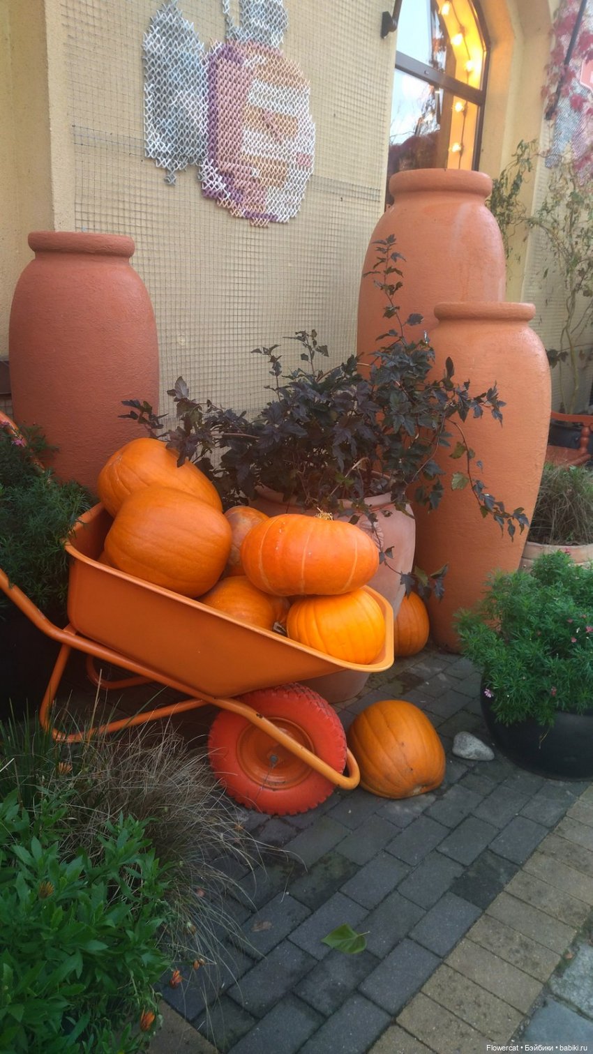 Рыжая осень на Балтийском море - три осени) часть1 (фото 7)