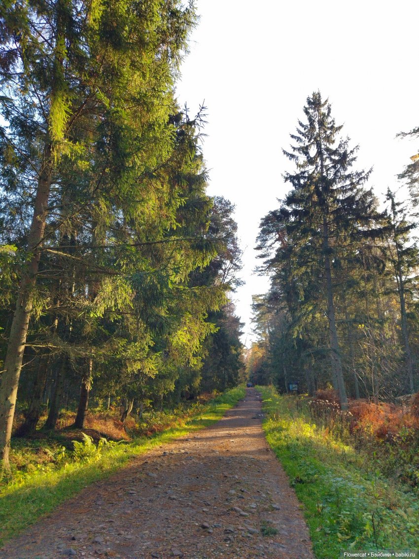 Рыжая осень на Балтийском море - три осени) часть 3 (фото 10)