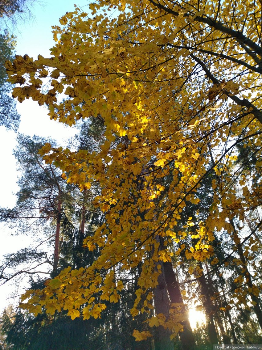 Рыжая осень на Балтийском море - три осени) часть 3