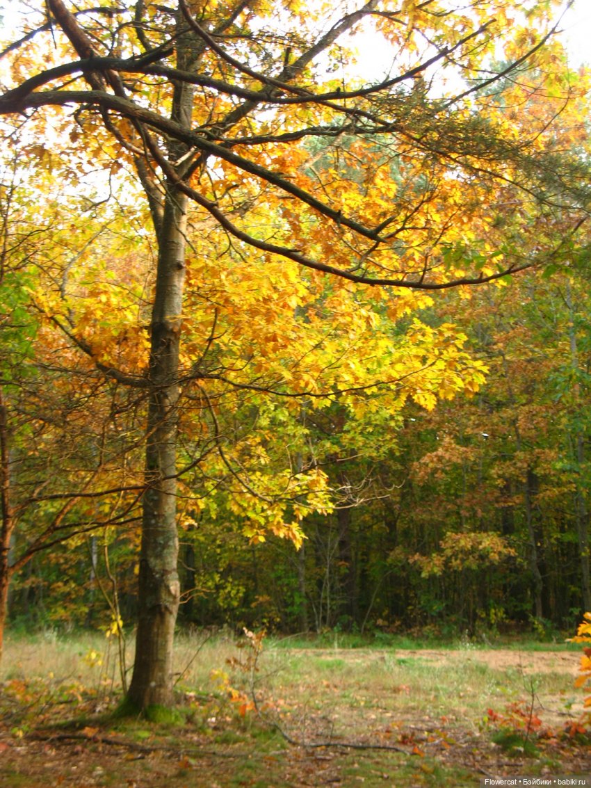 Рыжая осень на Балтийском море - три осени) часть 3