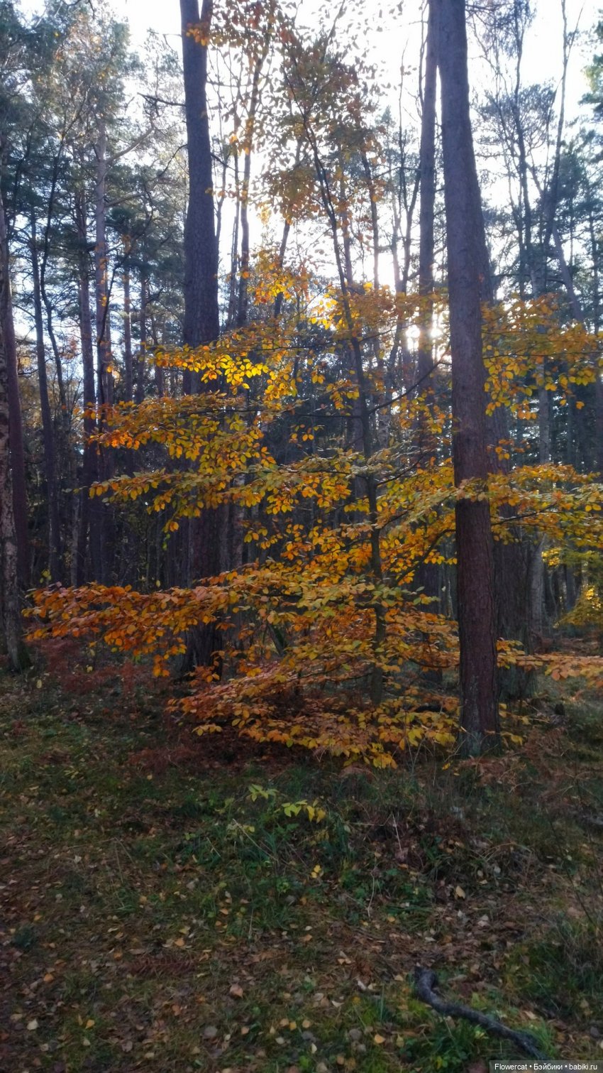 Рыжая осень на Балтийском море - три осени) часть 3 (фото 5)