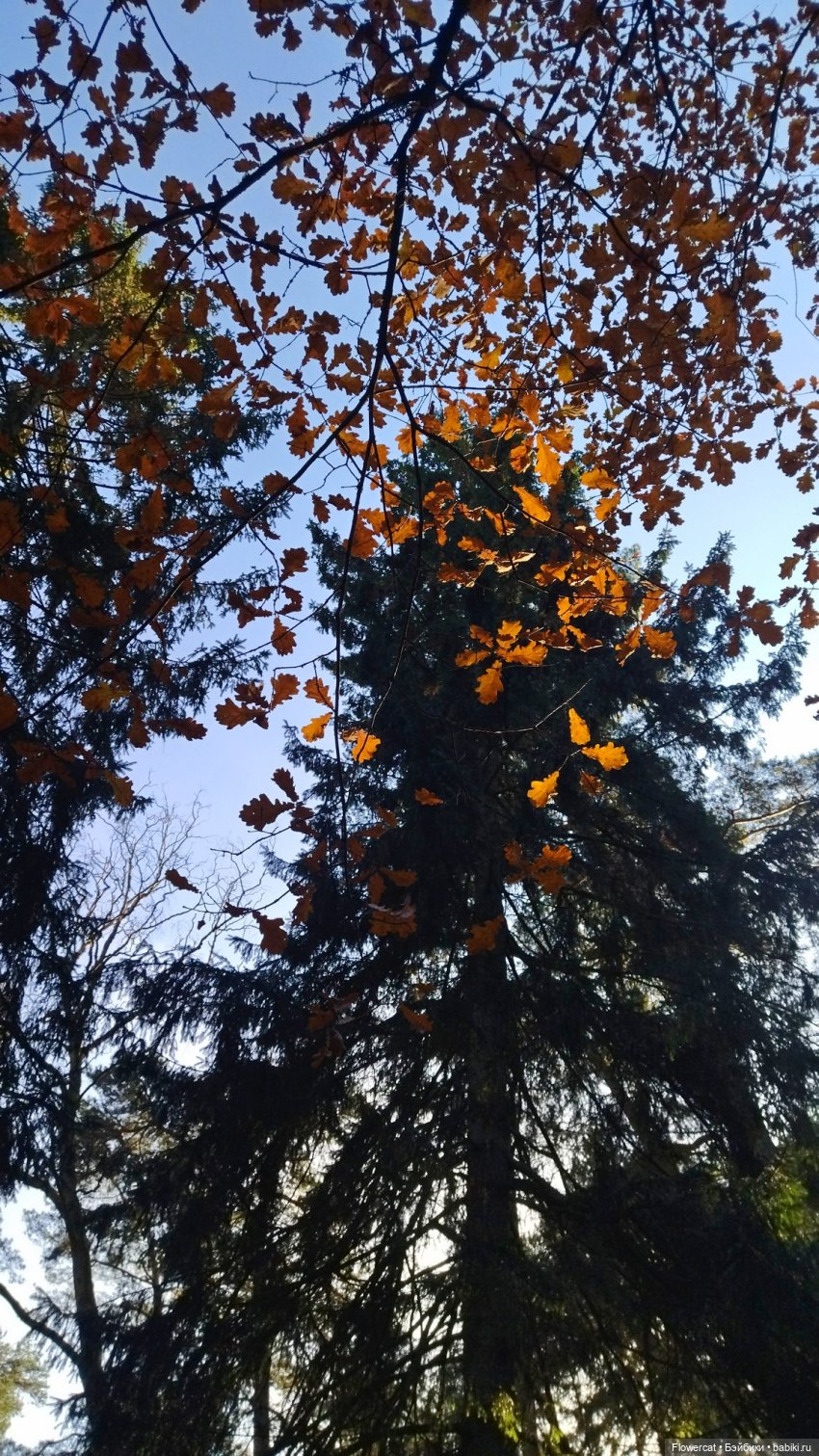 Рыжая осень на Балтийском море - три осени) часть 3 (фото 6)