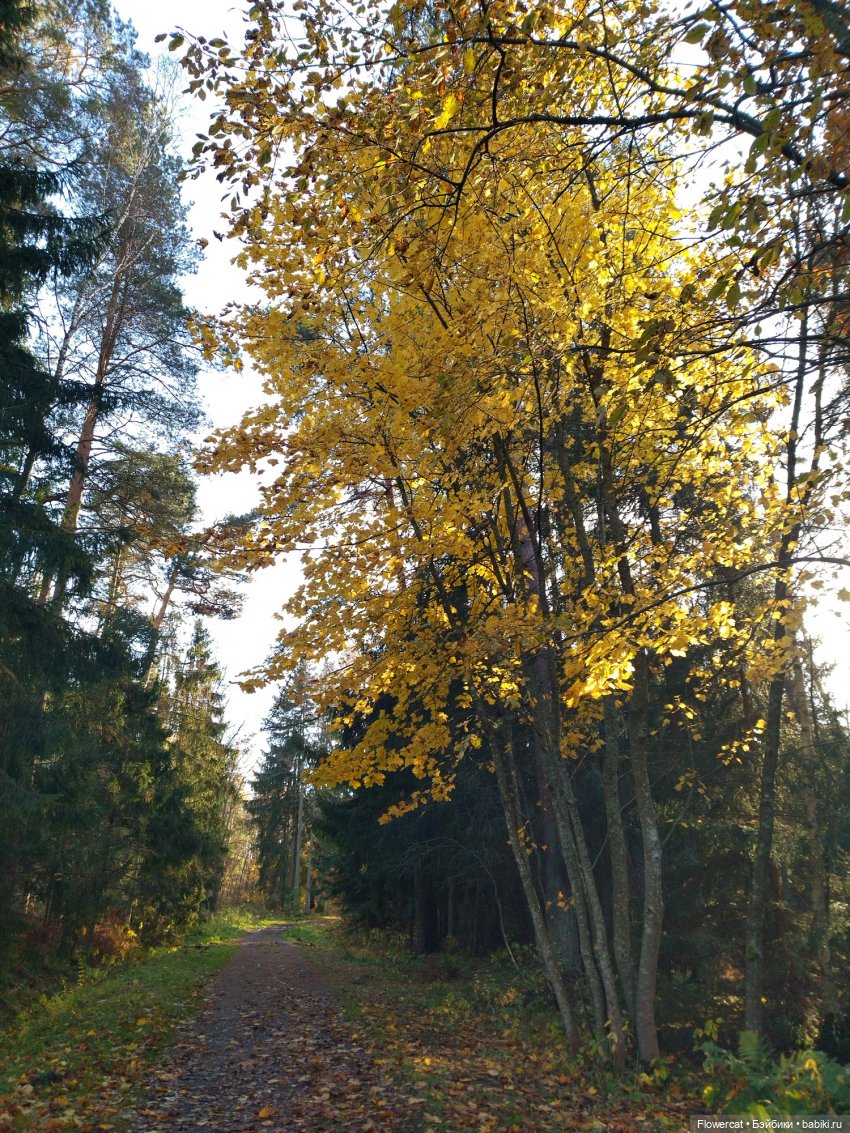 Рыжая осень на Балтийском море - три осени) часть 3
