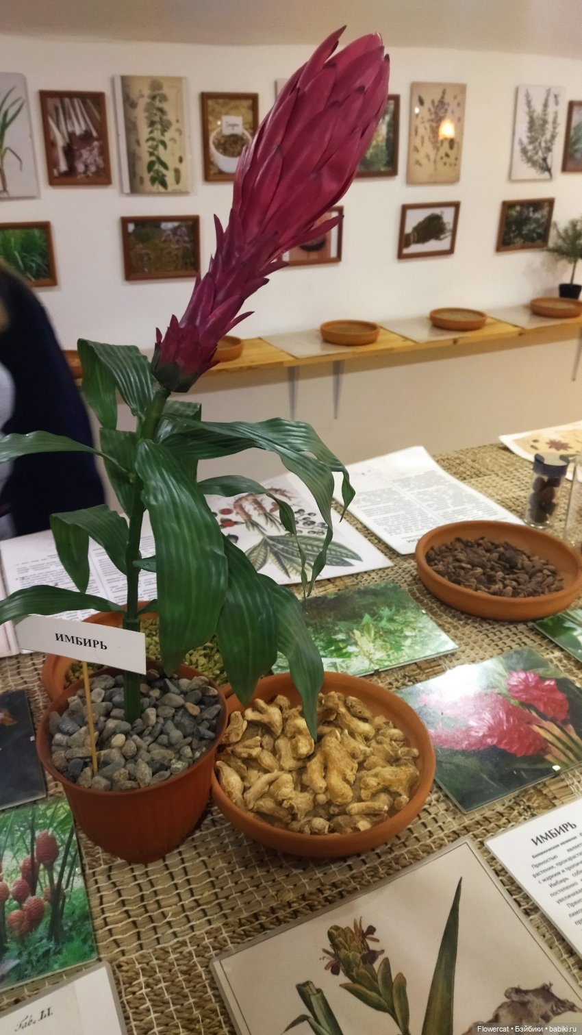 Анька в Питере - дневничок мелкого позитивчика) - Кронштадт: экскурсия к фортам и музей макет фортов, музей специй, музей