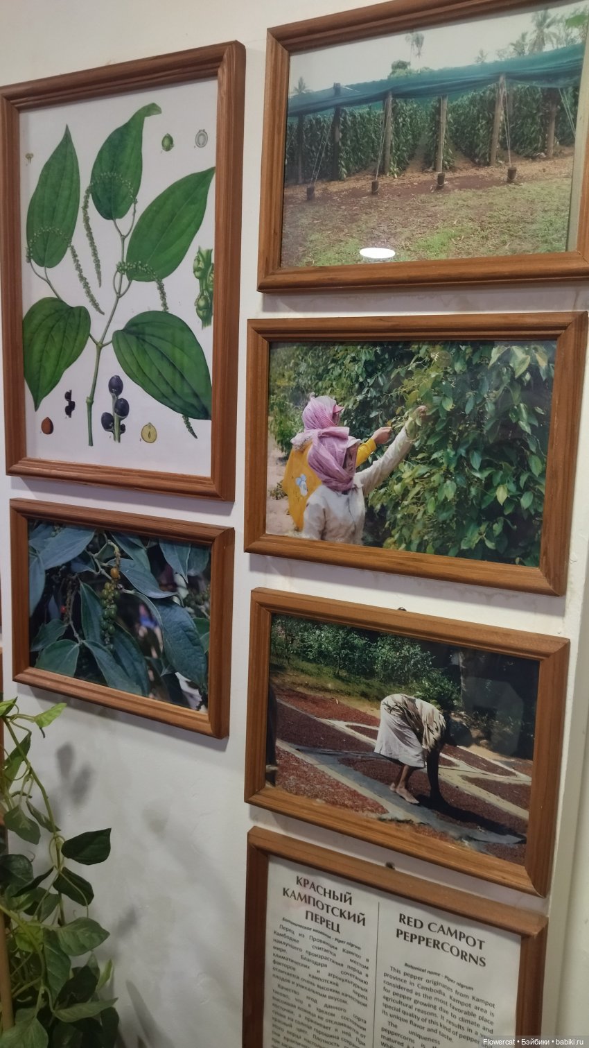 Анька в Питере - дневничок мелкого позитивчика) - Кронштадт: экскурсия к фортам и музей макет фортов, музей специй, музей