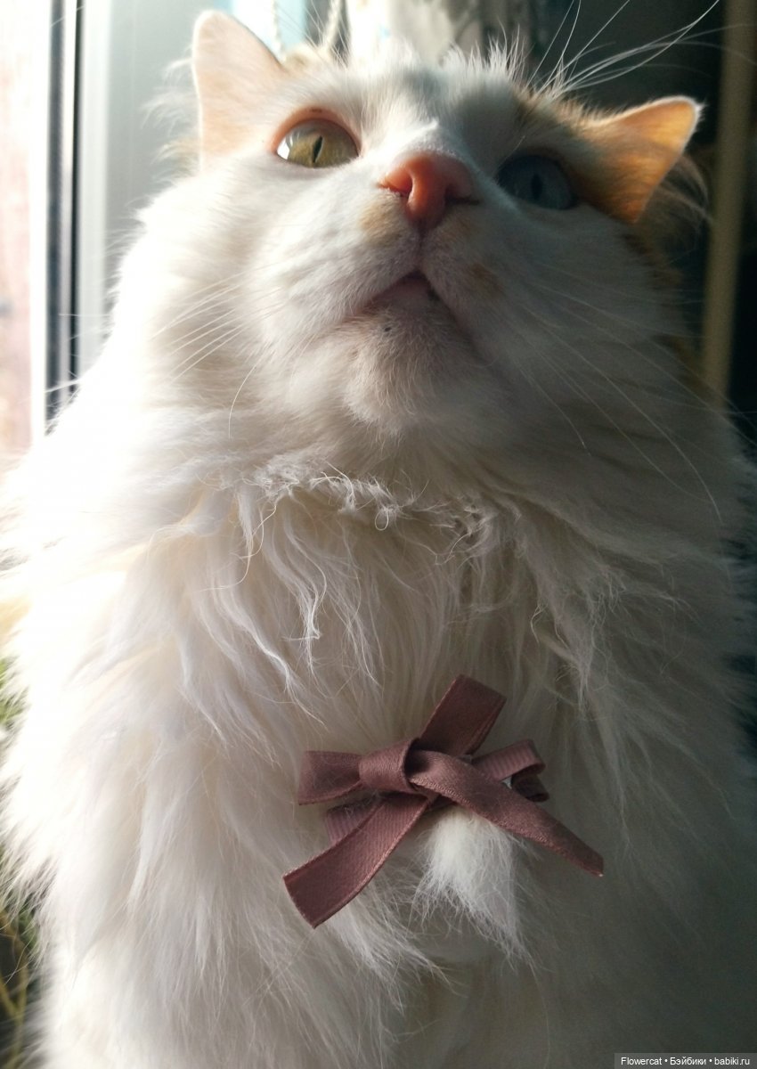 Кошки, бабушка, мальчишки... ну и вообще - все, про что Анька расскажет)