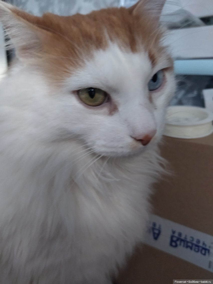 Кошки, бабушка, мальчишки... ну и вообще - все, про что Анька расскажет)