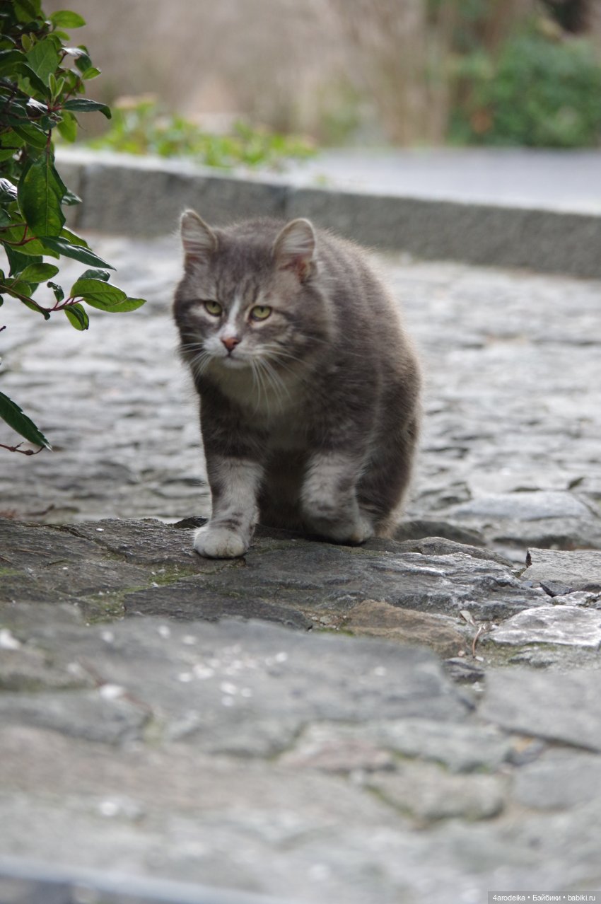 Парк Воронцовского дворца