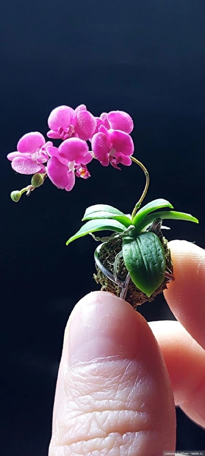 Миниатюрная реалистичная орхидея-кокедама подвесная  цвета фуксия. Масштаб 1:12. Выполнена из полимерной глины. Все детали гибкие. Автор Арнышева Олеся