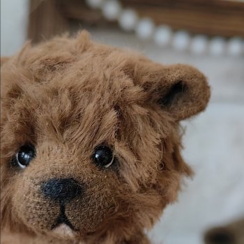 Карманный мишка🐻