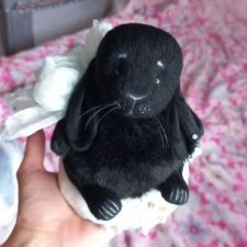 Черный кролик