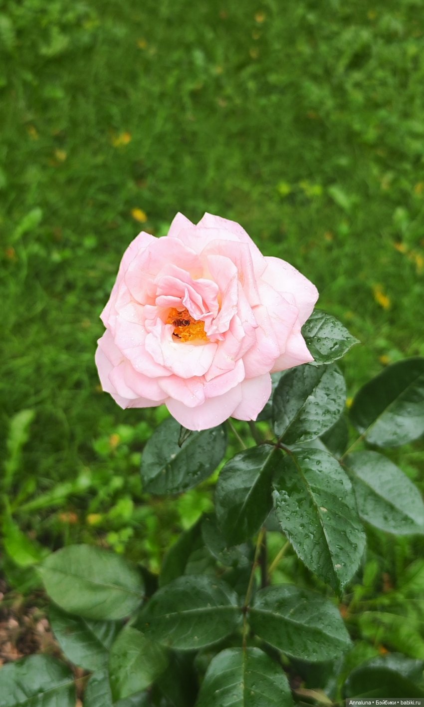 Двадцатому апреля посвящается (фото 6)