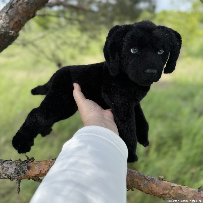 Щенок лабрадора