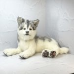 Щенок Хаски