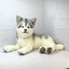 Щенок Хаски