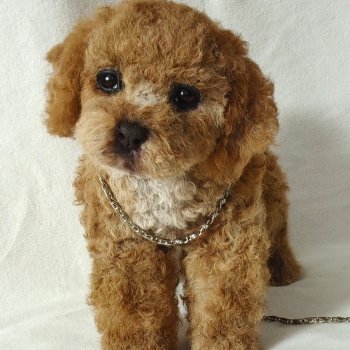 Щенок мальтипу из искусственного меха