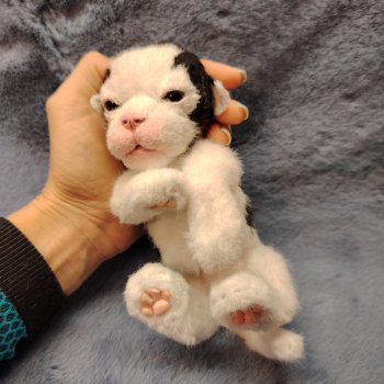 Новорождённый щенок