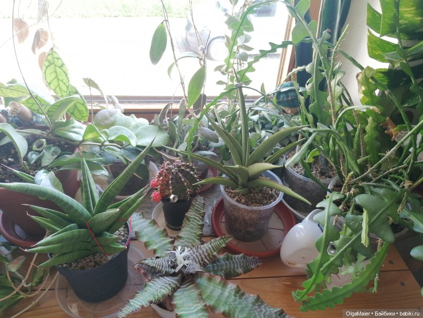 Винил-Сити: Серия №3. Пикник на обочине следствия» 🕵️‍♂️🌿☕