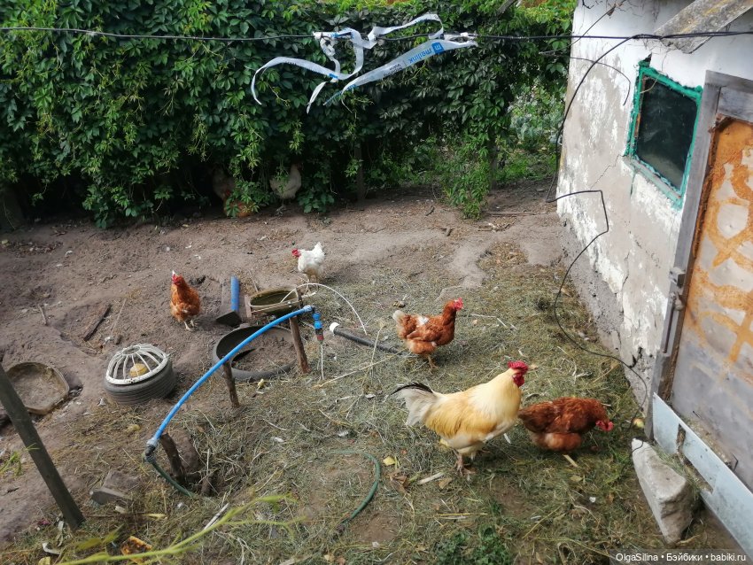 Ведьмочки в деревне. Лето 2025 (фото 2)