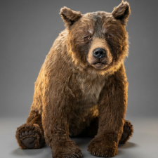 Медведь - Потапыч