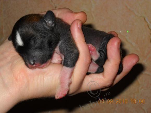 Мой сладкий БейБик Кэсси — Болталка и разговоры обо всем: жизнь (фото 9)