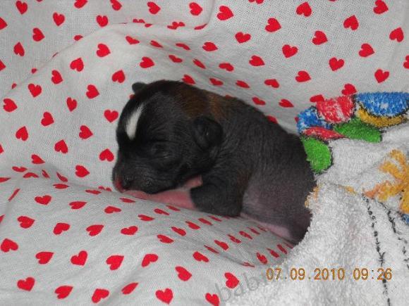 Мой сладкий БейБик Кэсси — Болталка и разговоры обо всем: жизнь (фото 3)