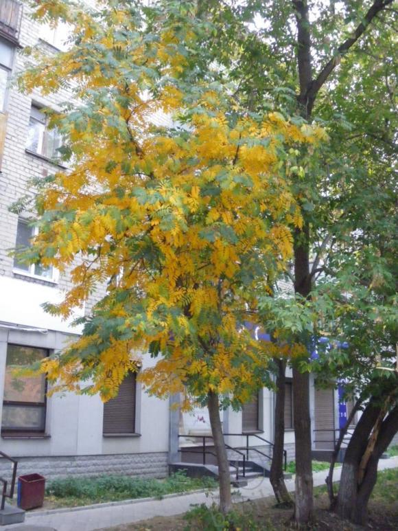 Несколько коротких мгновений, или Есть в осени первоначальной… | Бэйбики Несколько коротких мгновений, или Есть в осени первоначальной…