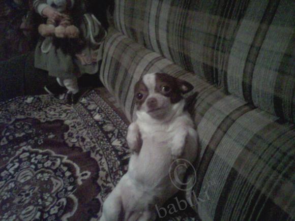 Мои скромные кукляшки | Бэйбики Мои скромные кукляшки — Домашние коллекции кукол: фото собраний (фото 5)