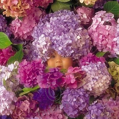 Немного об Анне Геддес и ее куклах. Anne Geddes dolls (фото 7)