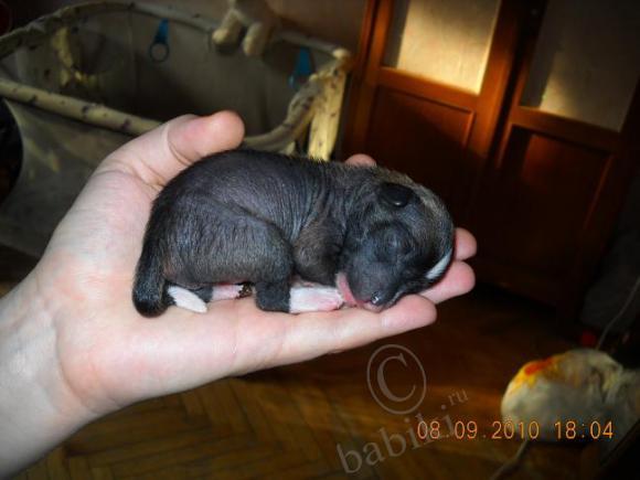 Мой сладкий БейБик Кэсси — Болталка и разговоры обо всем: жизнь (фото 8)