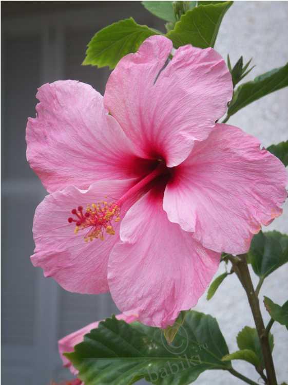 Еще раз о Майорке — Туризм и путешествия: фотоотчеты из поездок