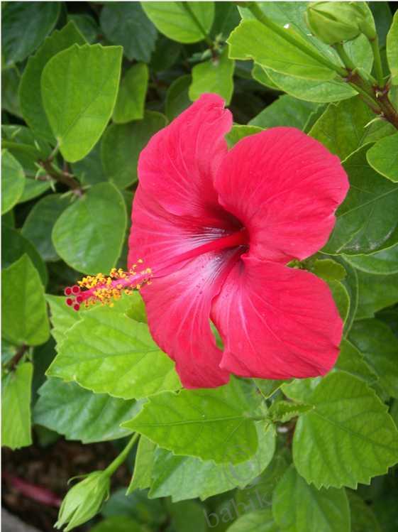 Еще раз о Майорке — Туризм и путешествия: фотоотчеты из поездок