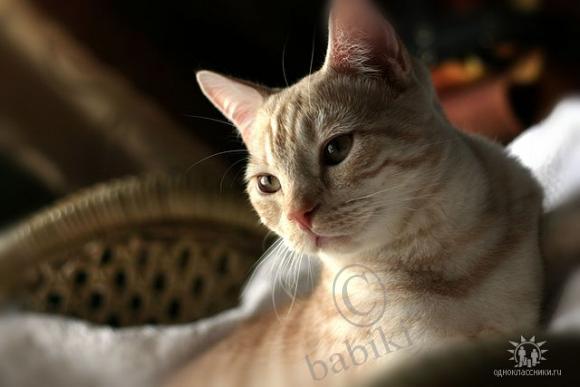 Три моих кота:) | Бэйбики Три моих кота:) — Болталка и разговоры обо всем: жизнь (фото 5)