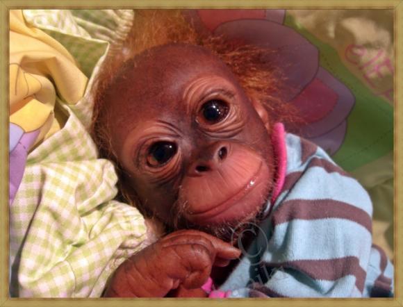 Мартышки — Куклы Реборн (Reborn): работы мастеров