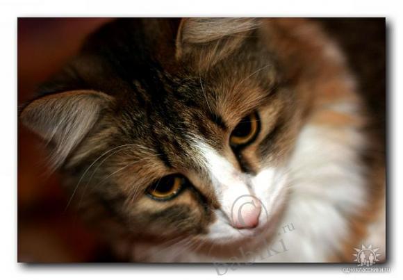 Три моих кота:) | Бэйбики Три моих кота:) — Болталка и разговоры обо всем: жизнь (фото 3)