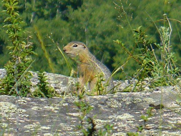 Этот загадочный Горный Алтай (фото 5)