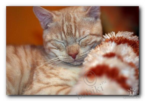 Три моих кота:) | Бэйбики Три моих кота:) — Болталка и разговоры обо всем: жизнь (фото 4)