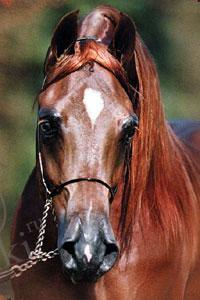 Вот что я люблю!!Не пугайтесь, не МакДональдс:) (фото 10)