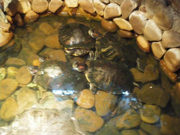 Где находится НОФЕЛЕТ? Часть первая. Кулинарное путешествие Айбулата в Уфу