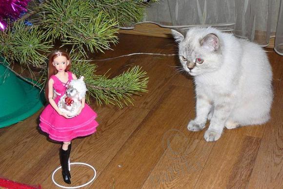 Моя момошка (кукла Momoko doll)
