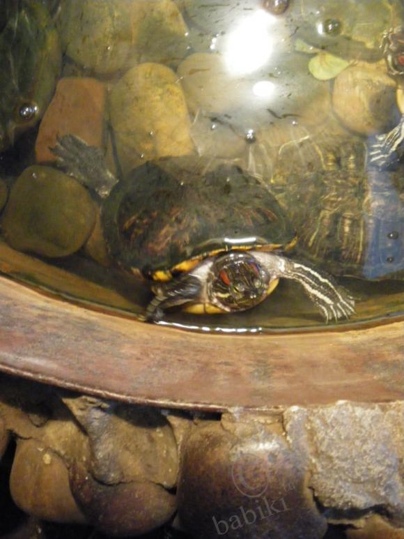 Где находится НОФЕЛЕТ? Часть первая. Кулинарное путешествие Айбулата в Уфу