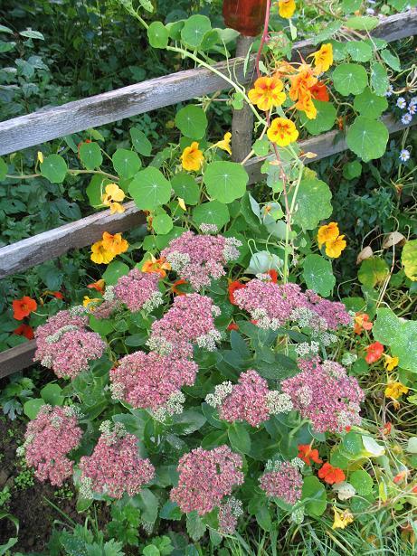 Миллионы, миллионы, миллионы алых роз (фото 4)