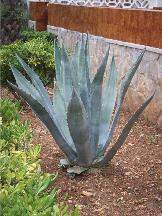 Еще раз о Майорке — Туризм и путешествия: фотоотчеты из поездок