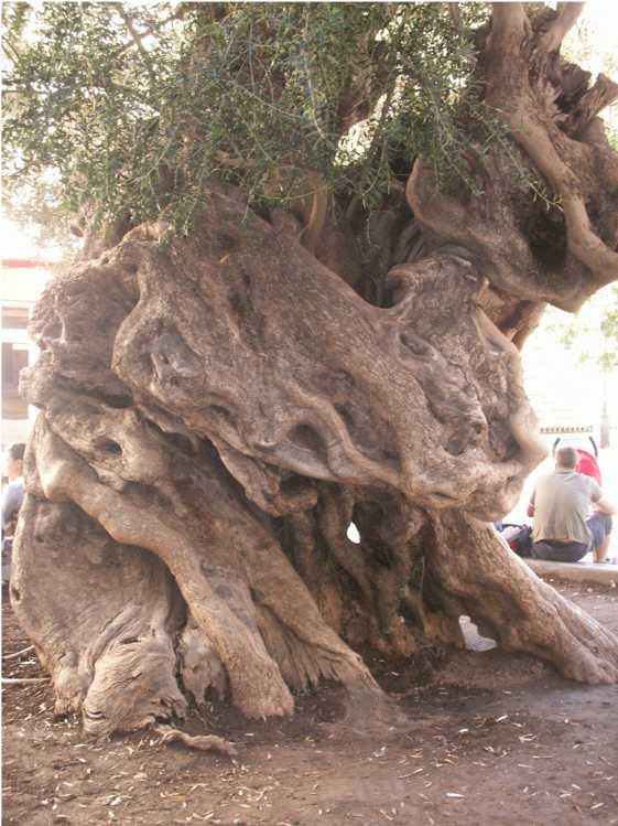 Пять часов в Пальма-де-Майорка